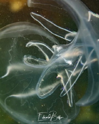 Jellyfish, meloenkwal by Eduard Bello 
